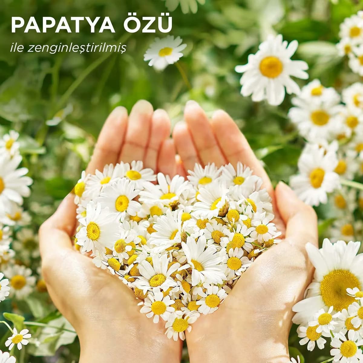 Herbal Essences Sıvı Saç Kremi Papatya 145 ml 3
